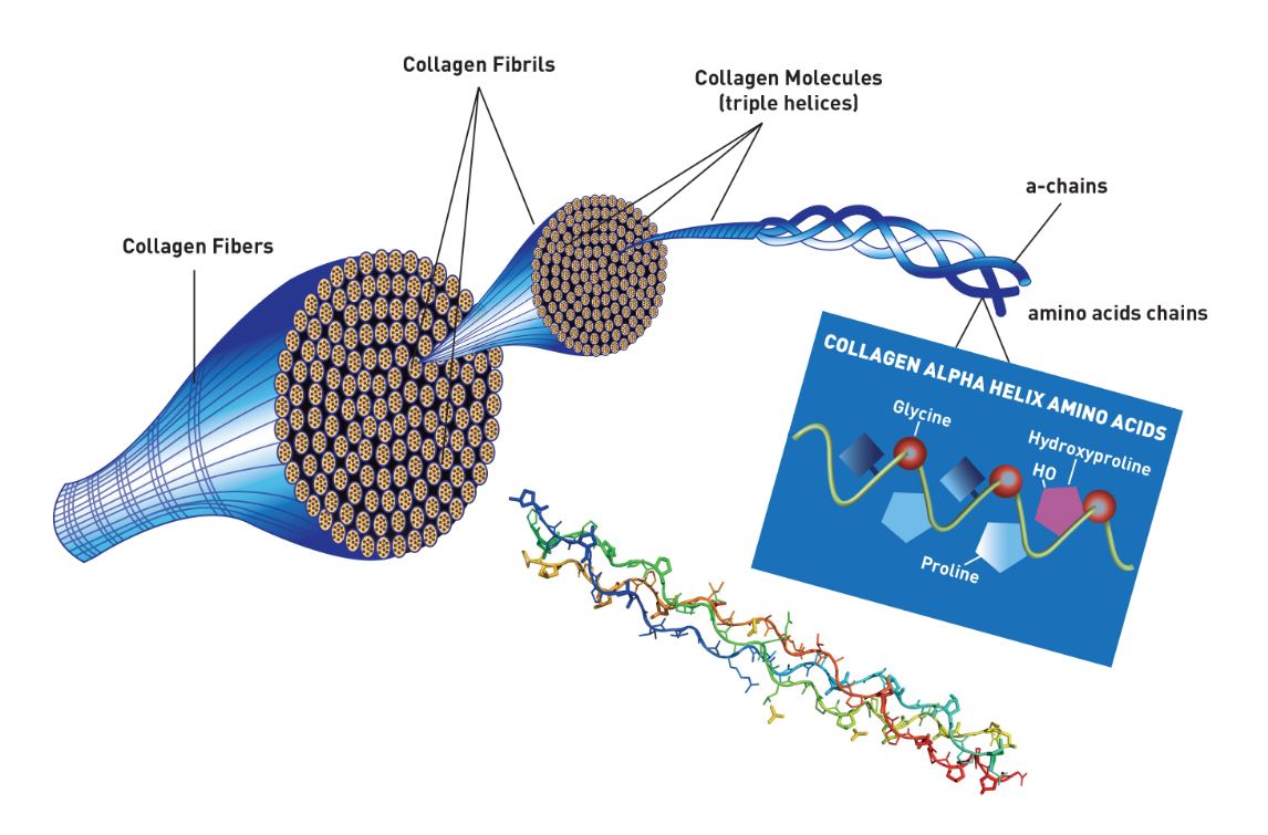 Biomaterial: Gelatin And Collagen Are Biomaterials Designed By Nature